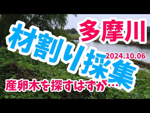 【昆虫採集】多摩川 河川敷 材割り採集 2024.10.06［ヒラタクワガタ、クワガタ、川崎］