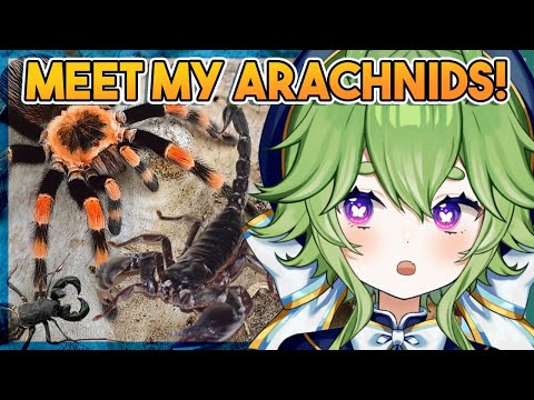 MEET MY ARACHNIDS! 【 BUG'S ARACHNID SHOWCASE 】