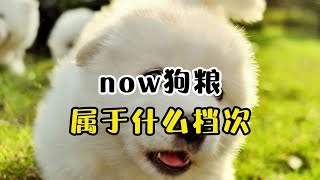 now狗粮属于什么档次？