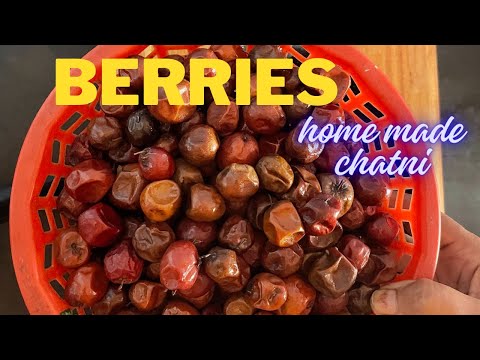 Berries  pickle home made  chatni  चुरी बेर तो खाया  अब साल भर खाना