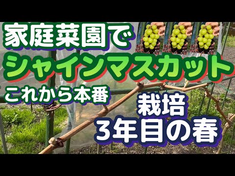 【家庭菜園でシャインマスカット栽培】3年目に入り収穫を目指します！