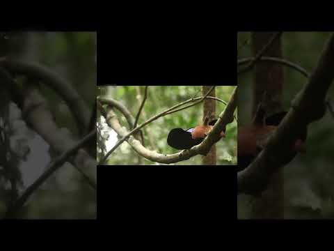 Magnificent Riflebird#shorts