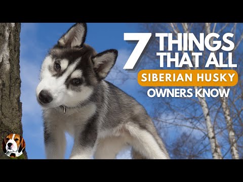 Siberian Husky: Did You Know?