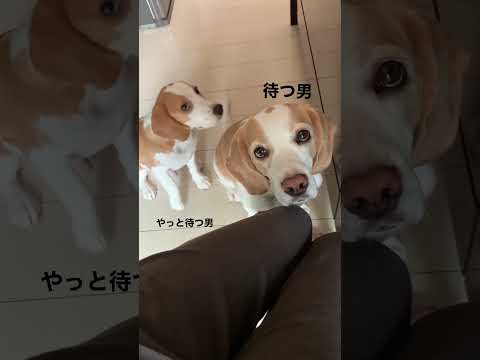 【ビーグル】待つ男　待てない男#shorts #ビーグル #待て #待つ男＃待てない男＃かわいい＃犬