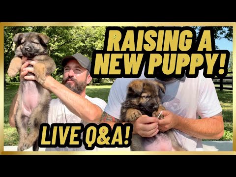 Raising A NEW PUPPY + LIVE Q&A!