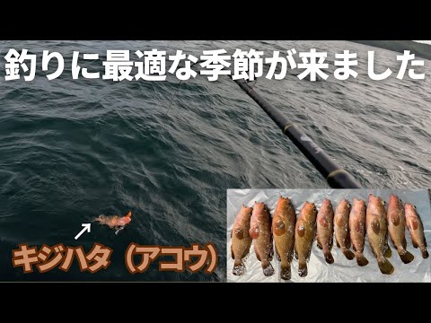 【爆釣】高級魚アコウ(キジハタ)が釣れすぎたから動画にしといた#広島 #釣り #アコウ #キジハタ #爆釣 #遊漁船 #尾道 #船釣り #アコラバ #高級魚 #晴レル家