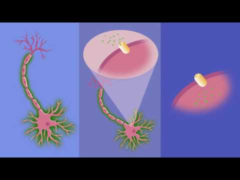 Cal-Light: a calcium and light gated switch system to label and control neurons