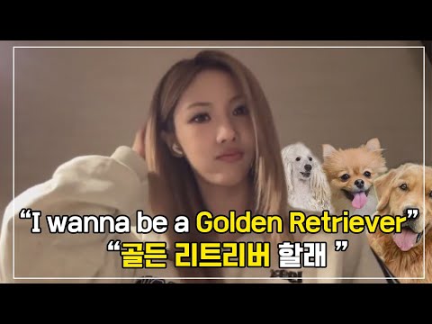 dreamcatcher as dog breeds 🐶드림캐쳐가 강아지종 이라면