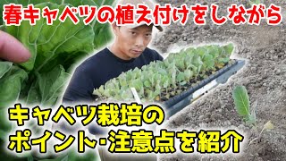 極早生ふわふわ春キャベツの植え付けと、キャベツ栽培のポイントと注意点を紹介【11/9撮影】