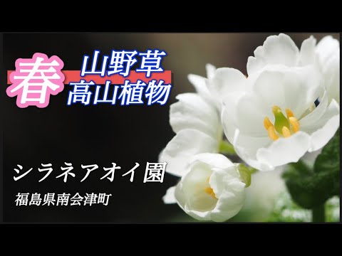 【山野草・高山植物】4月　シラネアオイ園の花々　サンカヨウ・シラネアオイなど　福島県南会津町