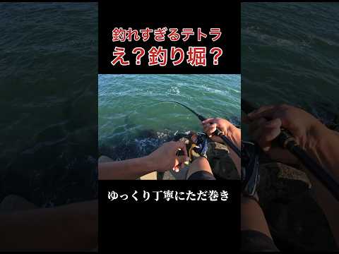 もはや釣り堀な最強テトラ。海釣り。#shorts