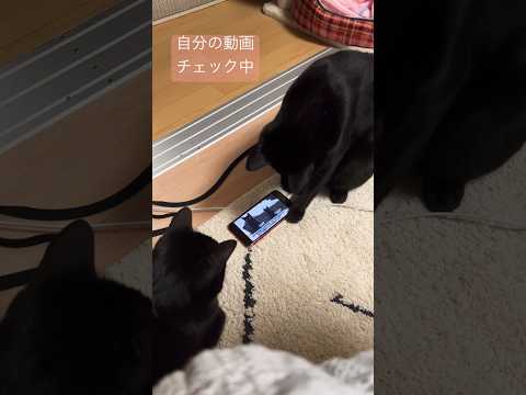 【英才教育】自分たちの動画を真剣に見入るねこたち#ねこ動画#保護猫と暮らす #cat #猫