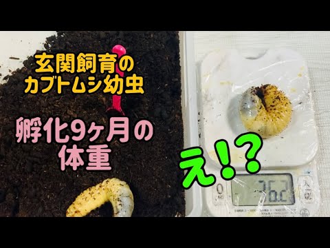 9ヶ月目のカブトムシ幼虫の体重