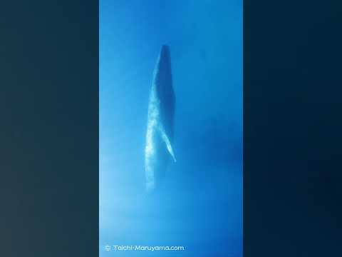 🐋白砂の浅瀬を泳ぐシロナガスクジラ！