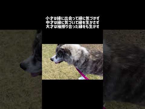 【11/12】今日のサプリ #秋田犬