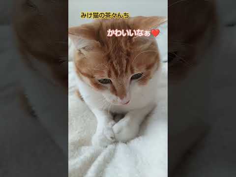 ヒゲに注目！猫　#cute #ねこのいる生活 #茶トラ #cat