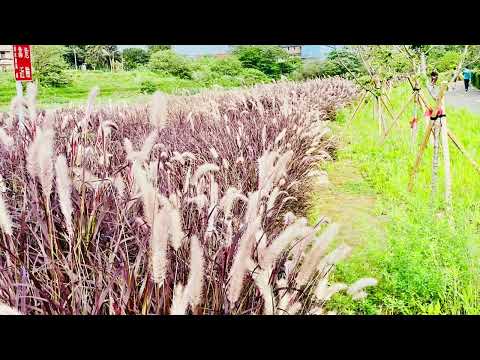 桃園經國河濱公園狼尾草