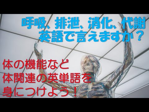 体関連全般（機能・現象、身体検査関連など）: 医療英単語シャドーイング・クイックレスポンス No.7