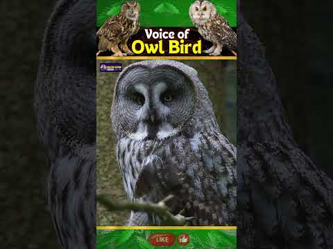 Sound of Owl bird | Silent Hunters with Eyes of Mystery | Wings of Wisdom | Creative Nature #birds