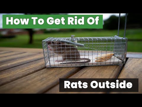 How to Get Rid of Rats Outside Without Poison - Safe Alternatives!