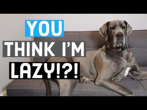 Just HOW lazy are Great Danes? What to expect as an owner | Great Dane Care