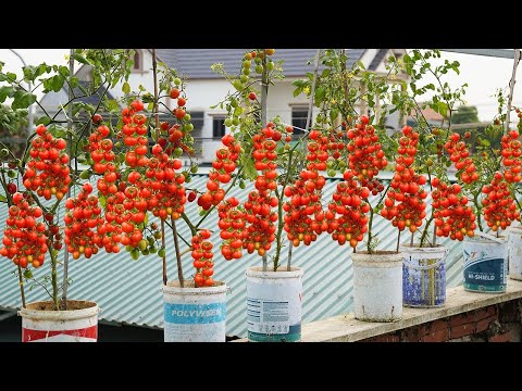 High Yield Tomato Harvest in Plastic Containers on Balcony 2024