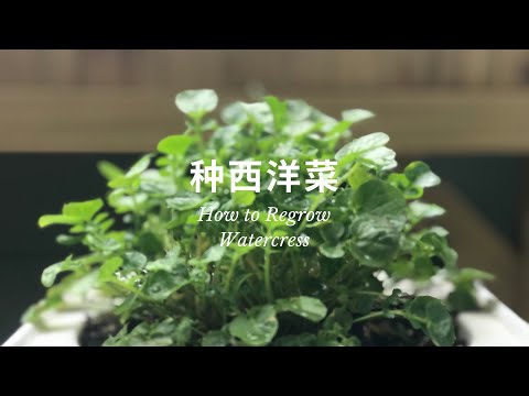 How to Regrow Watercress From Kitchen Scraps | 第一次种西洋菜，莫名疗愈。