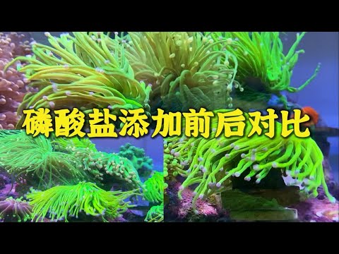 海缸磷元素添加前后对比 新手慎用系列