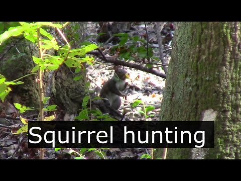 Squirrel Catch and Cook, Squirrel HOT WINGS!! Easy squirrel cleaning method