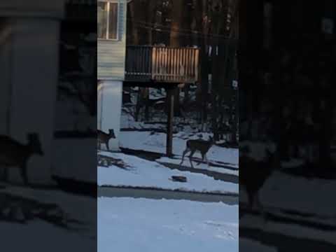 12/26/24 Deer 🦌 Moves % #beagles #snow #deer