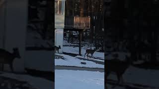 12/26/24 Deer 🦌 Moves % #beagles #snow #deer