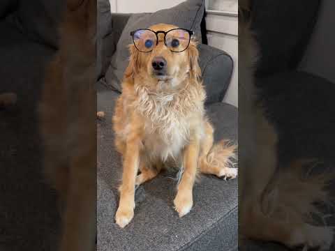 She’s a girl but still distinguished 🥰 #dog #comedy #doglover #funnydogs #pets #goldenretriever