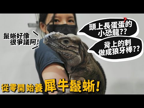 【從零開始養】犀牛鬣蜥!養鬣很爭議!?背上的鬣做成狼牙棒!頭上長蛋蛋的小恐龍!【許伯簡芝】