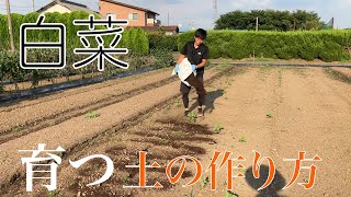 【はくさい】失敗しない白菜の土づくり　大きく結球しやすくするために