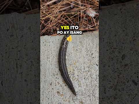 Slug Crossing the Cement – A Tiny Journey in Maryland