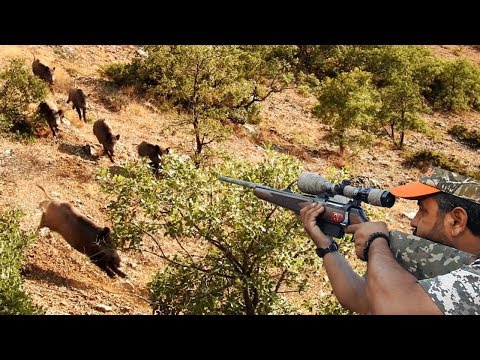 BEST CROWD WILD BOAR HUNT - KALABALIK DOMUZ SÜRÜSÜ AVI