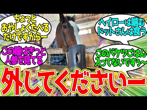 目に映る牧草全てを食べかねないから口籠をつけられたドットさん…に対するみんなの反応！【競馬 の反応集】