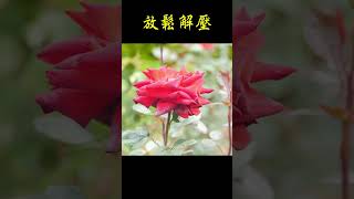 薩克斯風 老歌輕音樂 放鬆解壓 relaxing chinese saxophone music