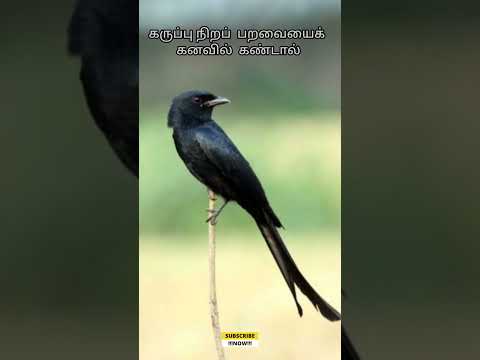 கருப்பு நிறப்பறவையைக் கனவில்  கண்டால் | black bird  in dream | #dream interpretation in tamil