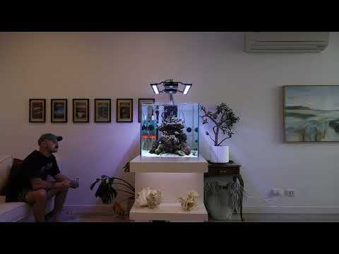 Cleaning my 300L mixed coral reef aquarium