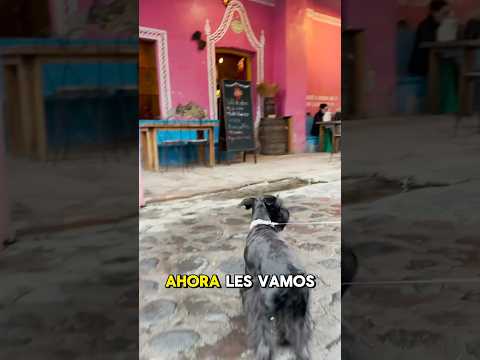 Visitamos una mezcalería petfriendly en Tlayacapan #shorts