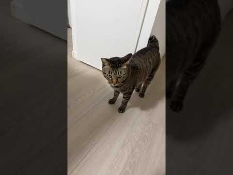 猫が鳴いたら即終了