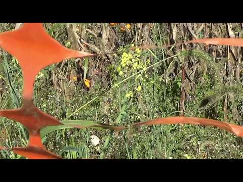 Pennsylvania Vegetable Garden Tour October 2024