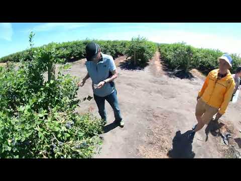 Blueberries picking at Victoria Island Farms | 220522        #victoriaisland