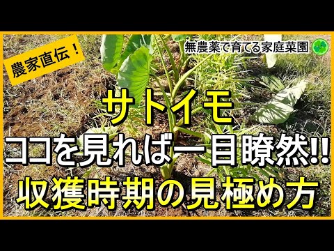 【里芋栽培】失敗しない収穫のタイミングと収穫のコツ【有機農家直伝！無農薬で育てる家庭菜園】　24/10/19