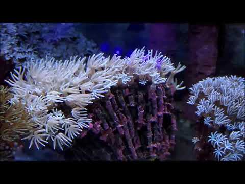 笙珊瑚Organ Pipe Coral