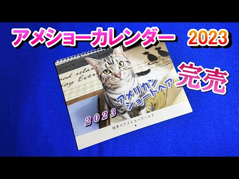 2023年姫華のアメショーカレンダー完売！ありがとうございました