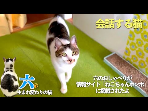 【猫と私の会話する日常】愛猫の六と私の親子の様な日常をお届け。おしゃべり猫の六が「ねこちゃんホンポ」に掲載されたよ | [生まれ変わりの猫] 六