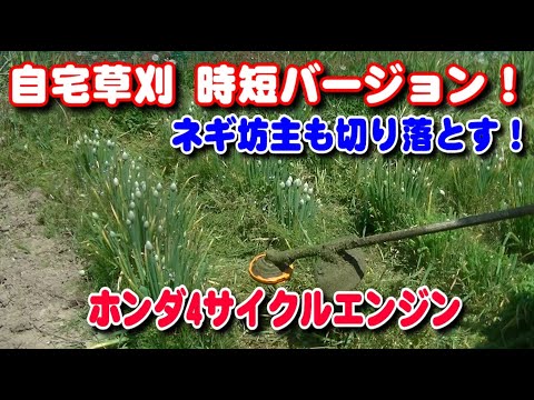 【草刈り】自宅草刈時短バージョン ネギ坊主も切っちゃいます！