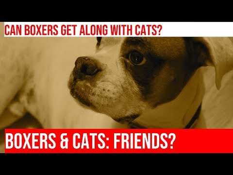 Can Boxers Live with Cats? Exploring Boxer-Cat Compatibility